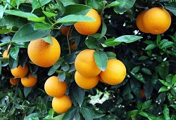 portokalia1 jpg