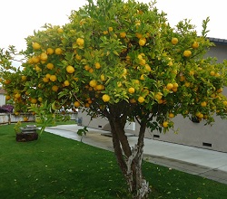 kladema lemonias