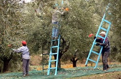 συγκομιδη ελιας