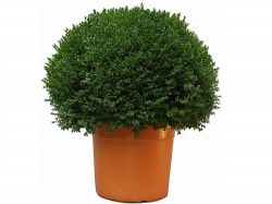 buxus-bol-75-cm29