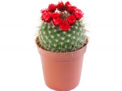 cacti-1