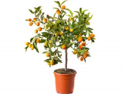 cumquat