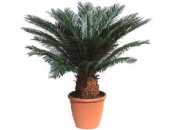 cycas-revoluta-13