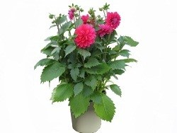 dalia