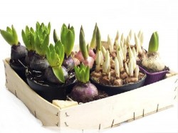 flower_bulbs_in_wooden_box_03164cs-u5