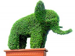 topiary