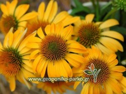 006597-20