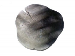 patimata_01