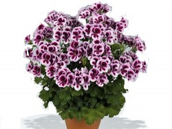 pelargoni25