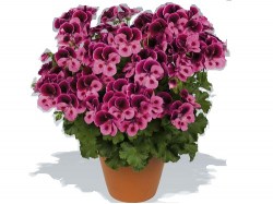 pelargoni34