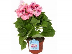 pelargonium_grandiflorum