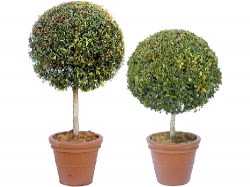 topiary-buxus